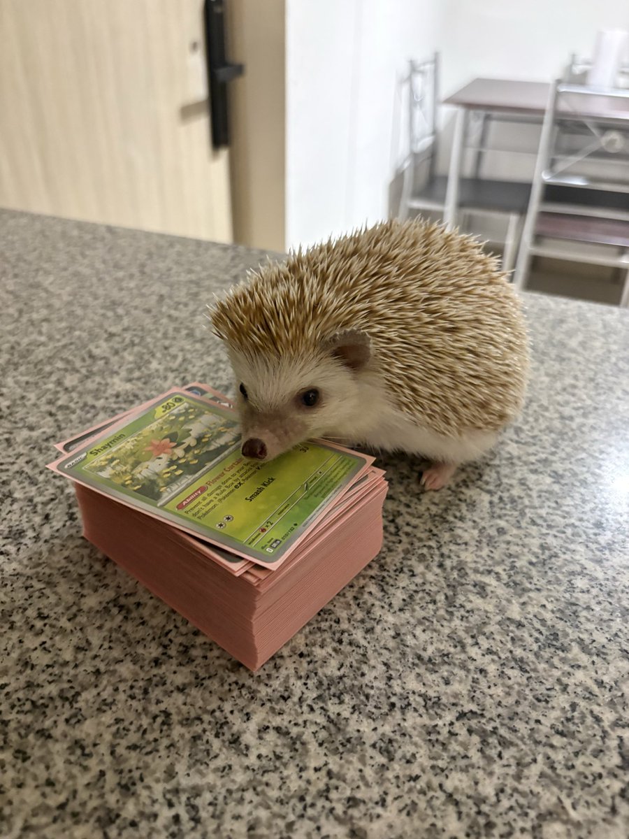 fuck you arboliva players 🦔