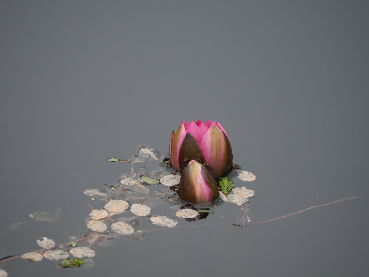 モネじぃ【モネの庭 公式】 (@kitagawavillage) on Twitter photo 