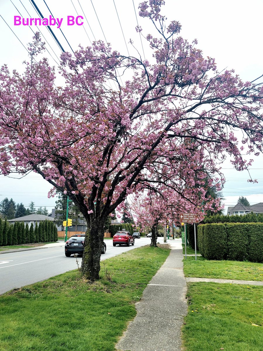 lynda3035's tweet image. Canada 🇨🇦 is always home 🏡 to me. #Diversity #QuietStrength #Variety
