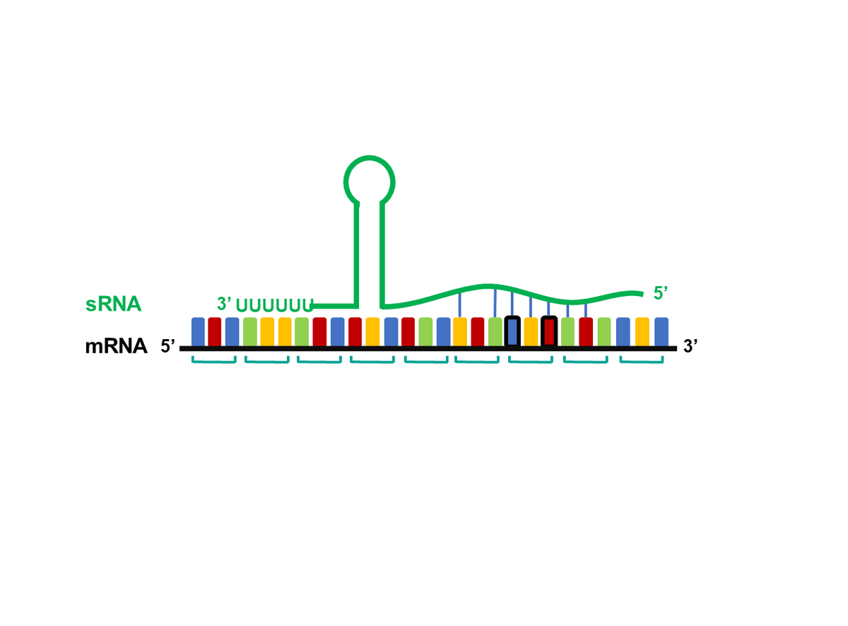 RNA tweet media