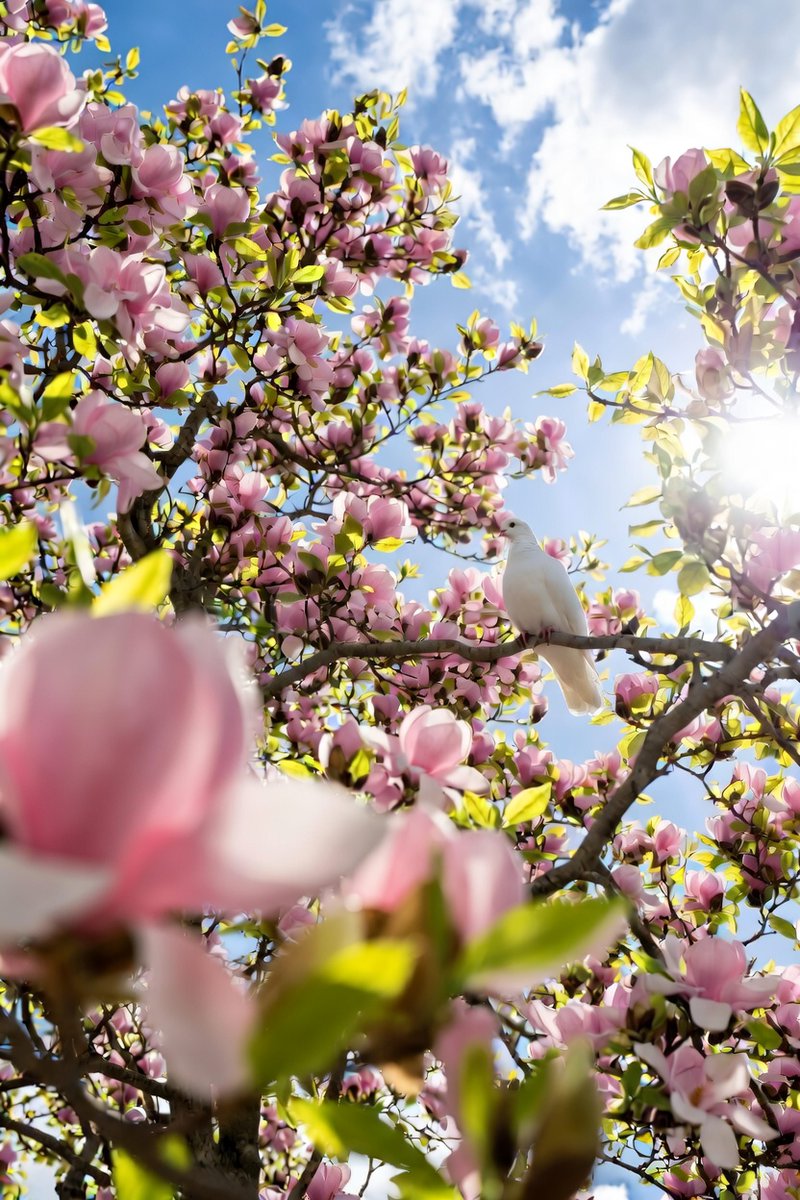 jazzy_bektas's tweet image. ☀️ Monday, Monday, ….   🌸

#goodmomentsyourway #MondaysMotivation #GoodVibes #NatureIsAmazing #Spring2026