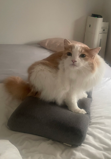 BLACK★STAR tweet media