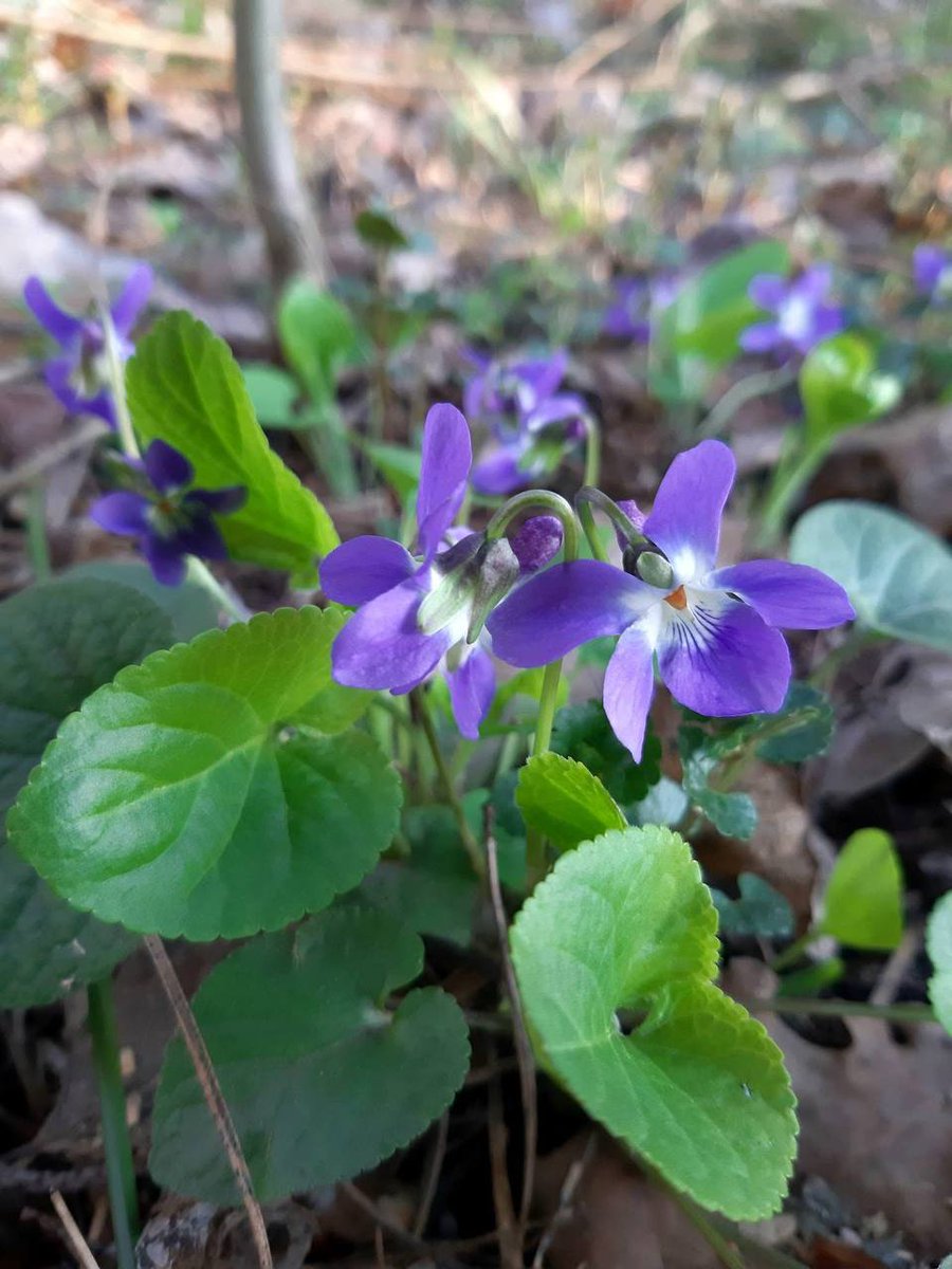 DigitalArtKyiv's tweet photo. Spring in Kyiv is nature's smile, touching the soul and calling us to share its beauty with the world. #SpringUkraine #ArtOfTenderness #BloomingJoy #RomanticKiev #SpreadTheSmile https://t.co/LQ8alnPTTp