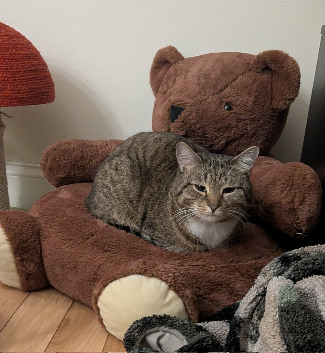 cap'n cookie 🍪 tweet media