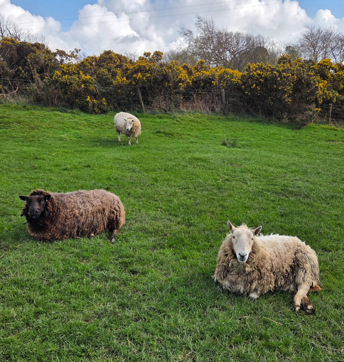 The Woolly Patchwork Sheep Sanctuary tweet media