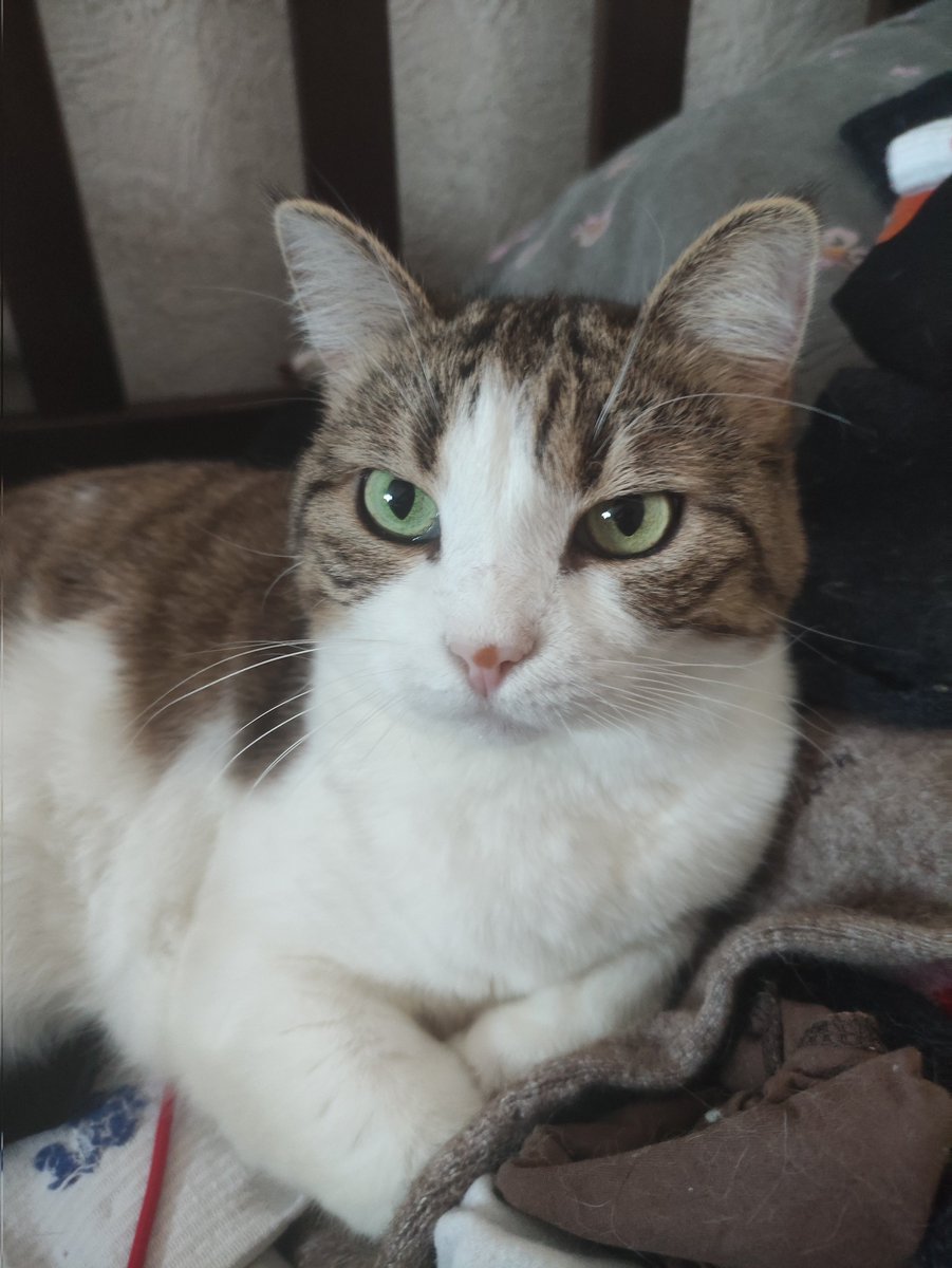 Daemāra Zōbryen | hear me cringe | пешка Алисы 👑 tweet media