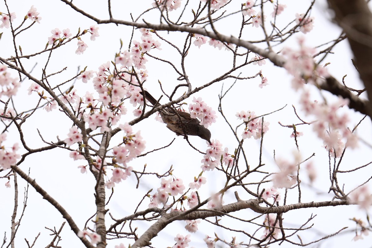 nao.piro tweet media