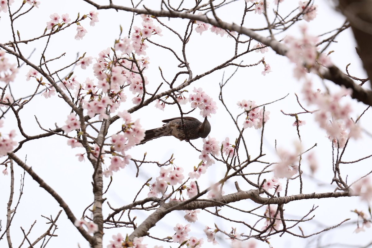 nao.piro tweet media