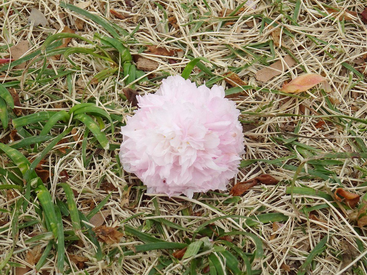 新宿御苑　自然情報 tweet media