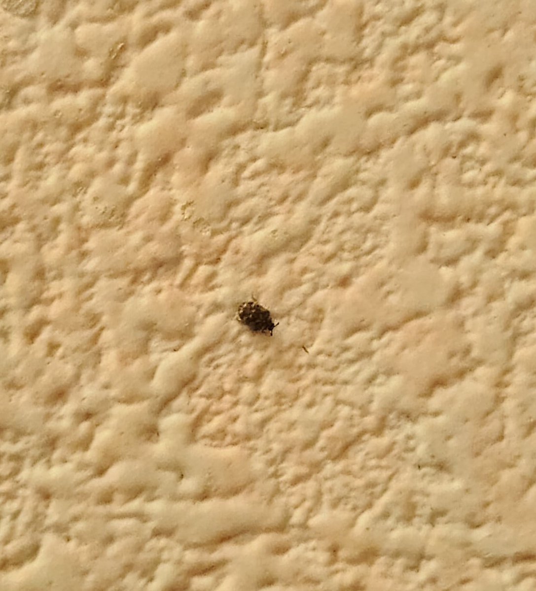 おがっつ@こげら。'26 tweet media