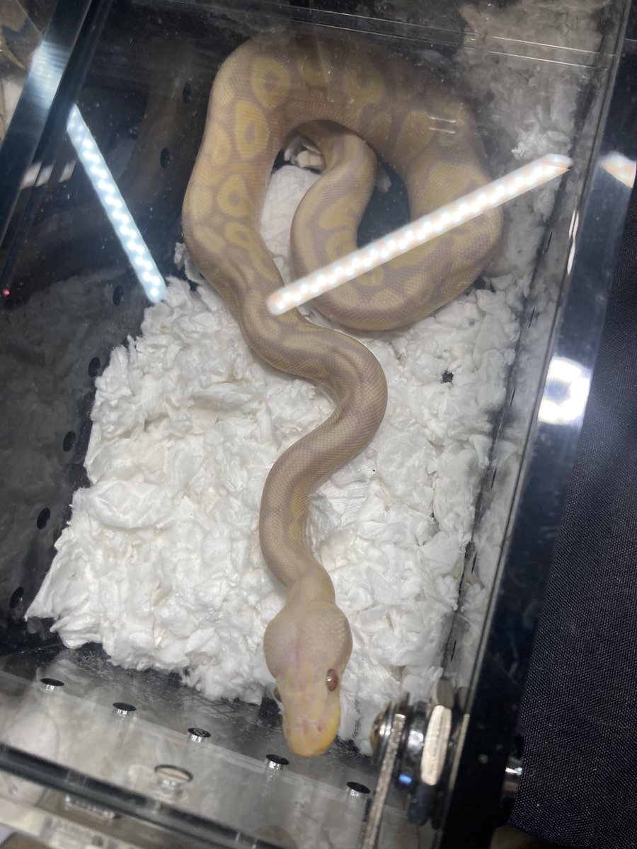 i had two ideas for tweets today so i’ll save the second one for tommorow