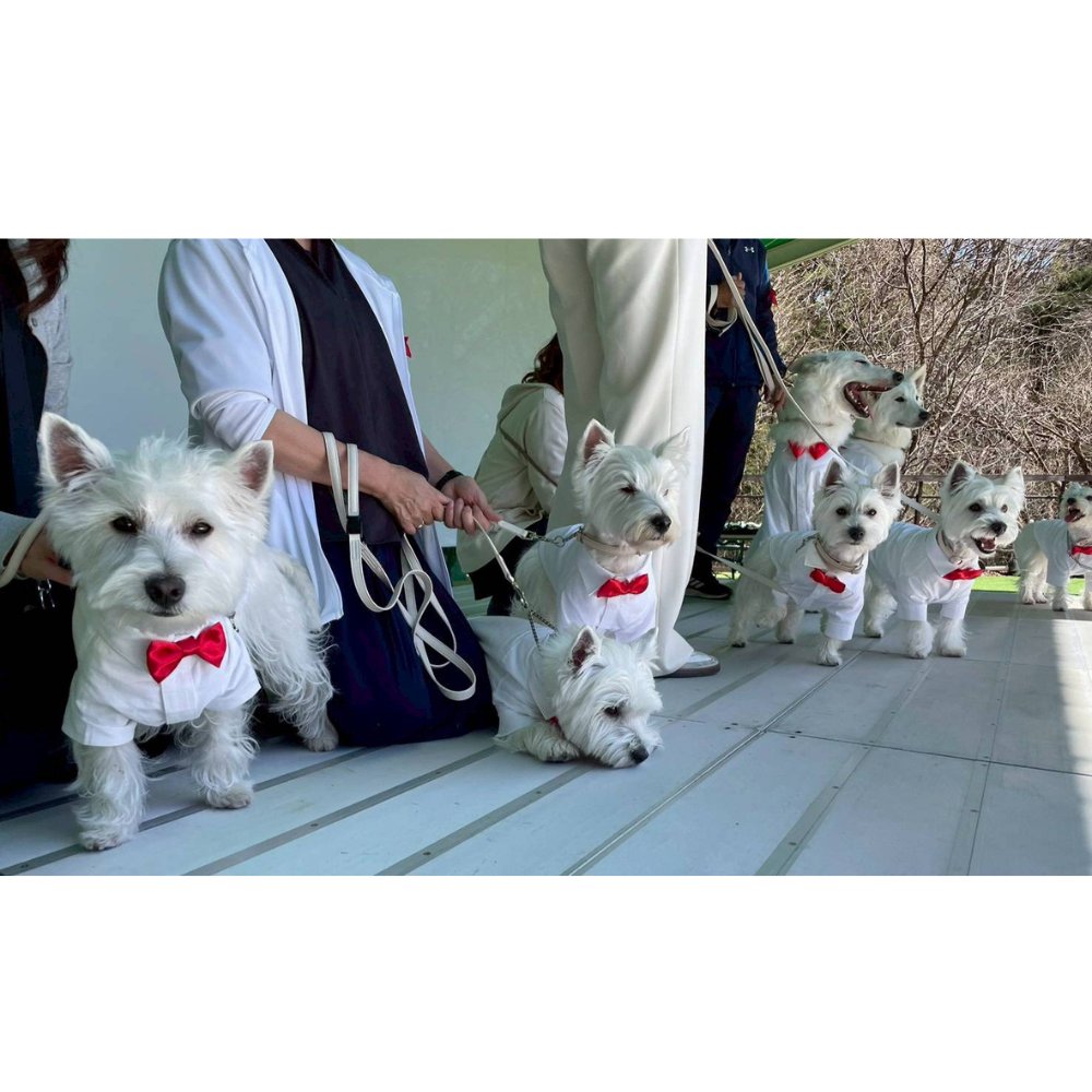 那須ハイランドパーク🎢🐶 tweet media