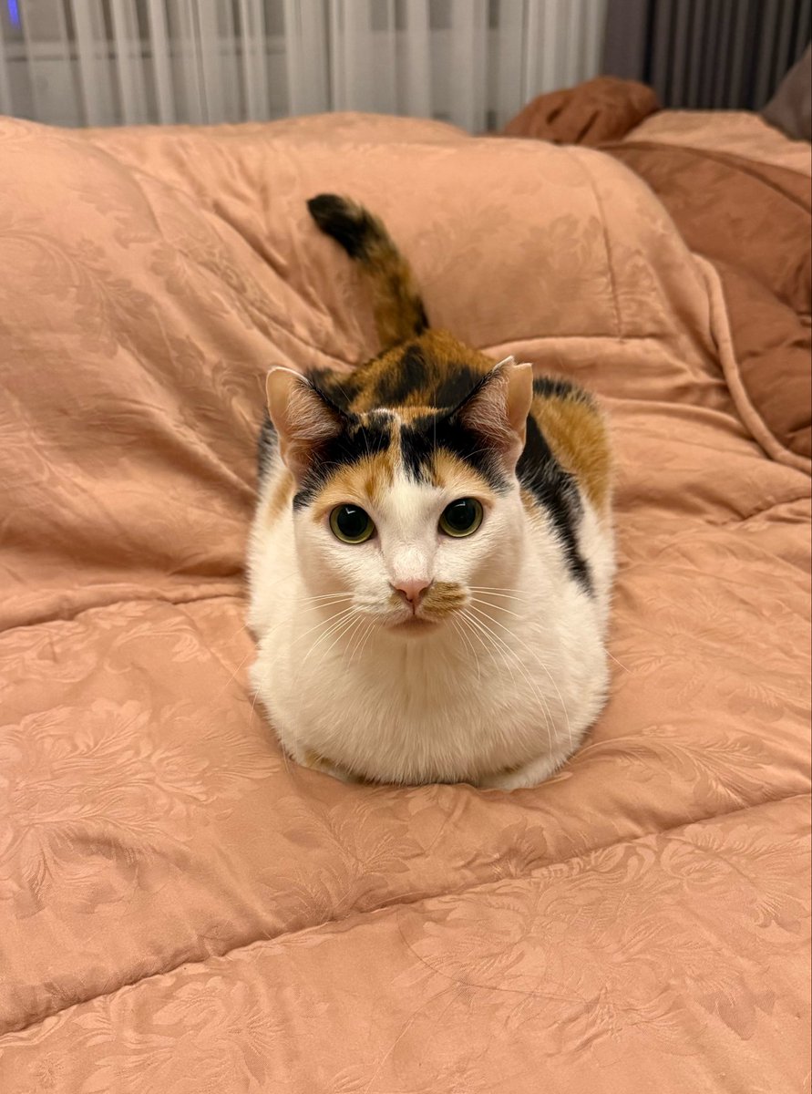 Mimmy Bapao Tausa tweet media