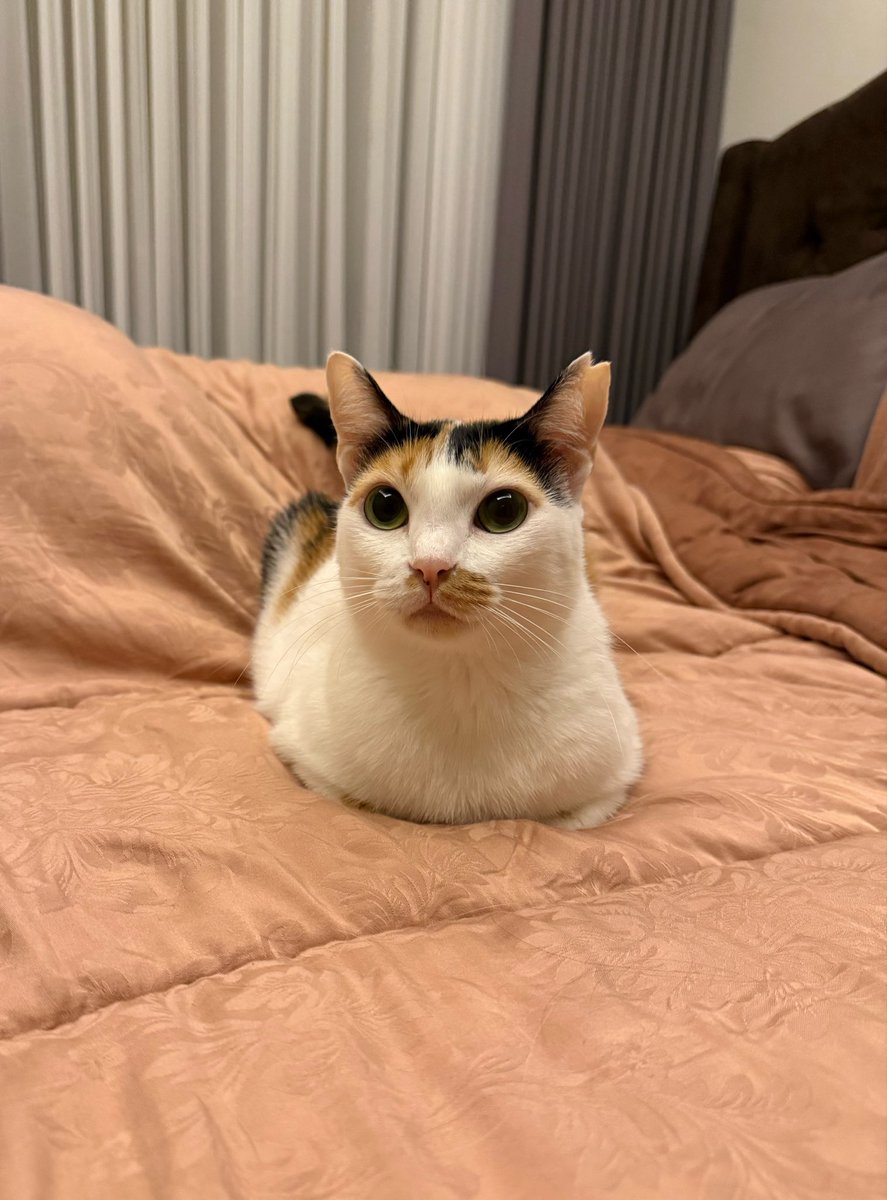 Mimmy Bapao Tausa tweet media