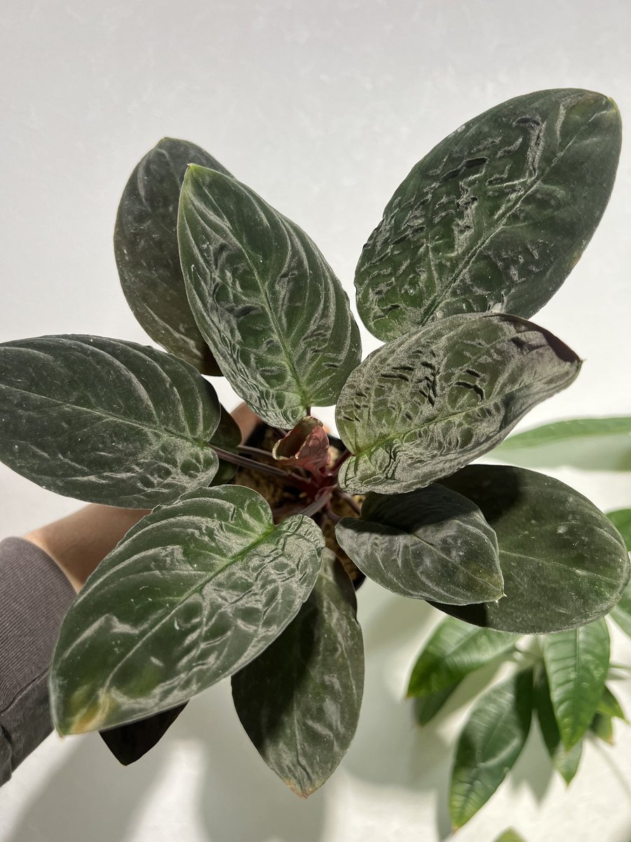 しょうた tweet media