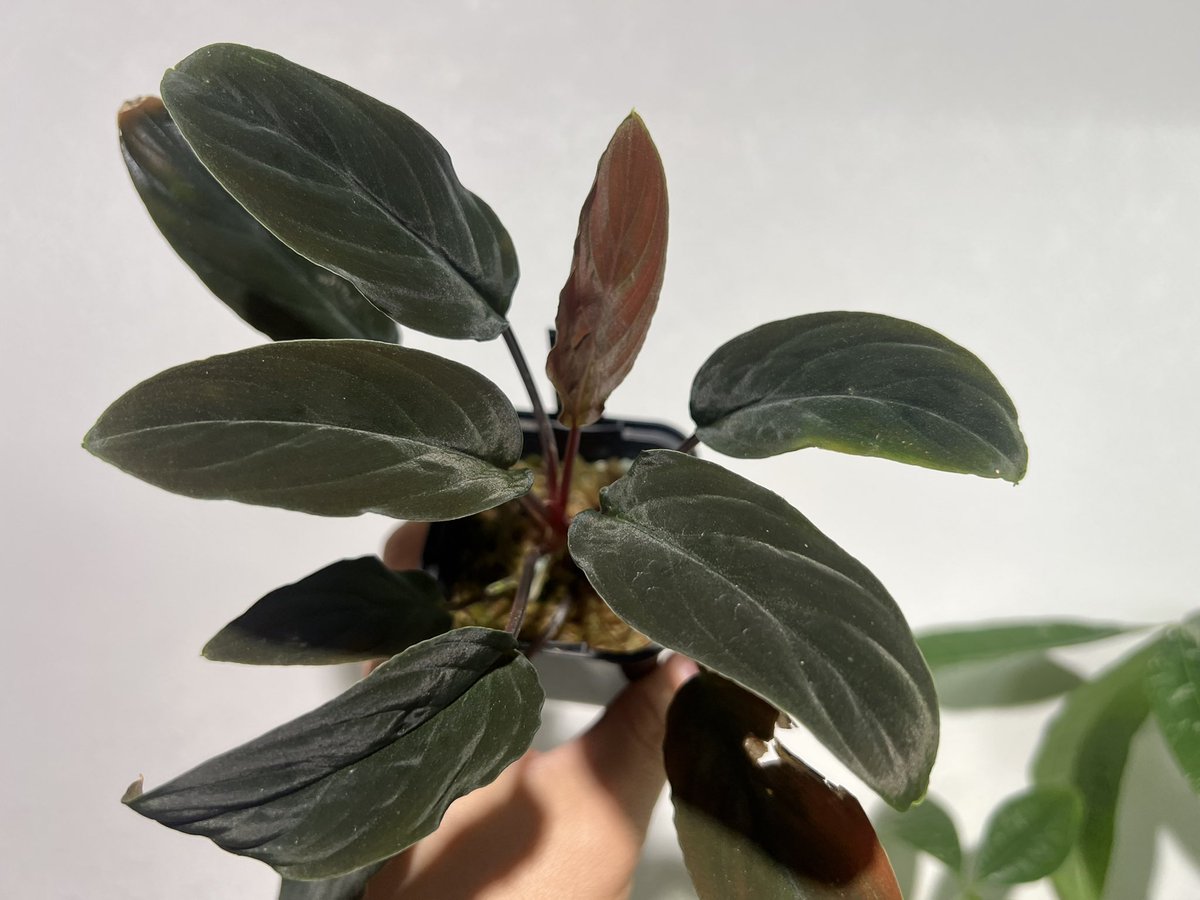 しょうた tweet media