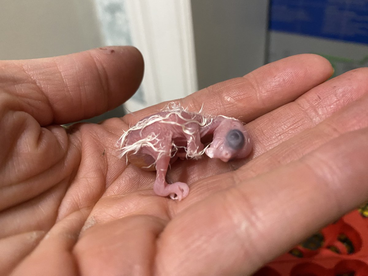 DominikaWalus's tweet photo. Noc porodówkowa 🐣🐣🐣
#nimfa #cockatiel https://t.co/bKJrLORlnu