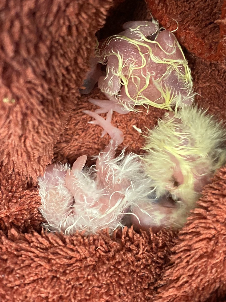DominikaWalus's tweet photo. Noc porodówkowa 🐣🐣🐣
#nimfa #cockatiel https://t.co/bKJrLORlnu