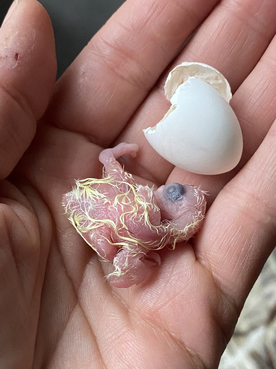 DominikaWalus's tweet photo. Noc porodówkowa 🐣🐣🐣
#nimfa #cockatiel https://t.co/bKJrLORlnu