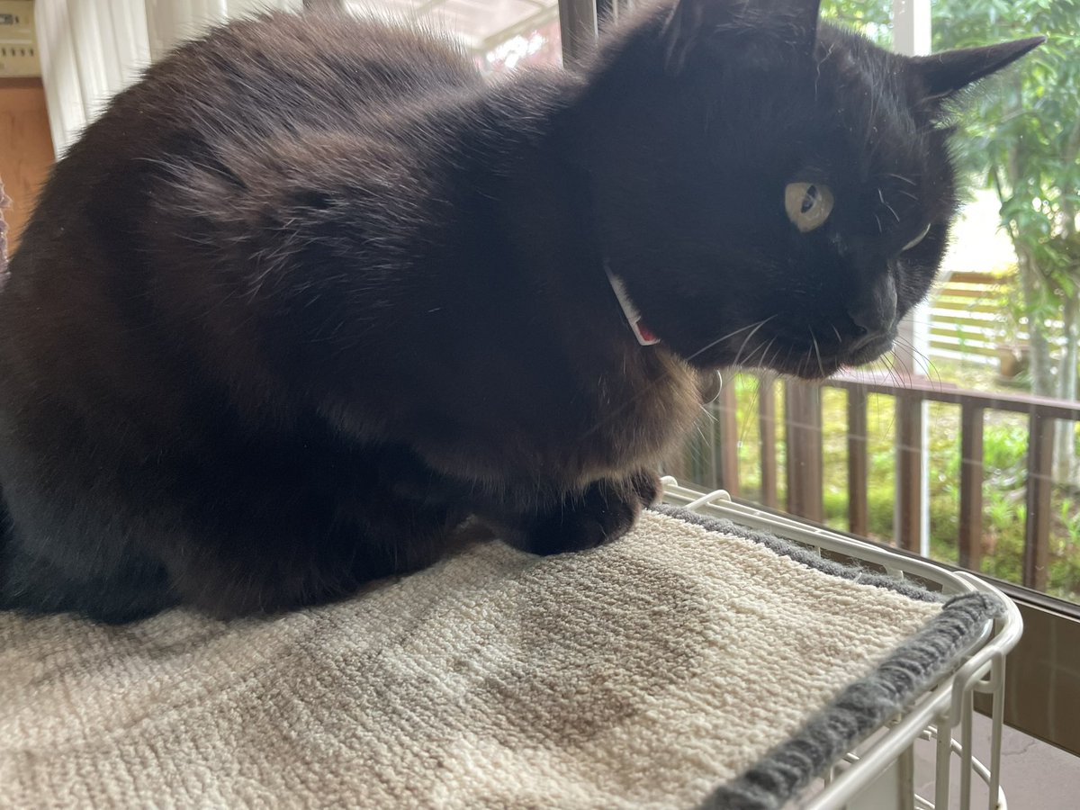 幼稚園が原っぱになってた
それと襲ってきてたネコ様おとなしくなってた