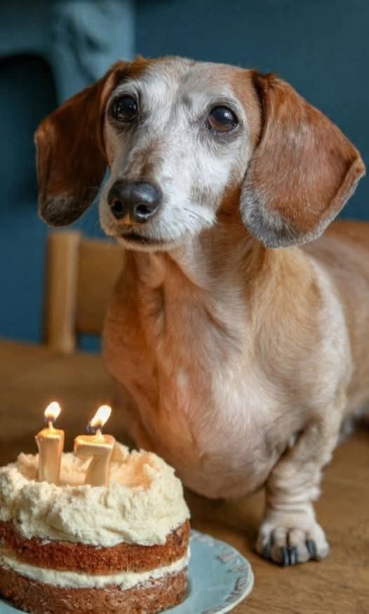 Dachshund Lovers tweet media