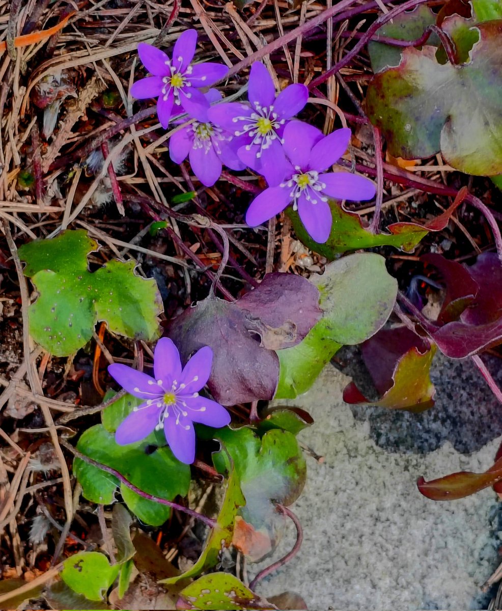 Else Kruskopf tweet media