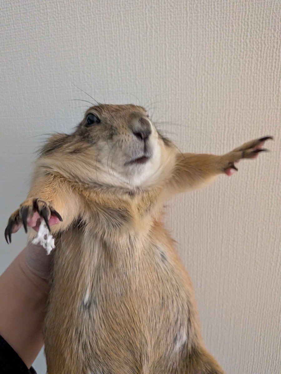 ぶくと( ¨̮💪🏻) tweet media