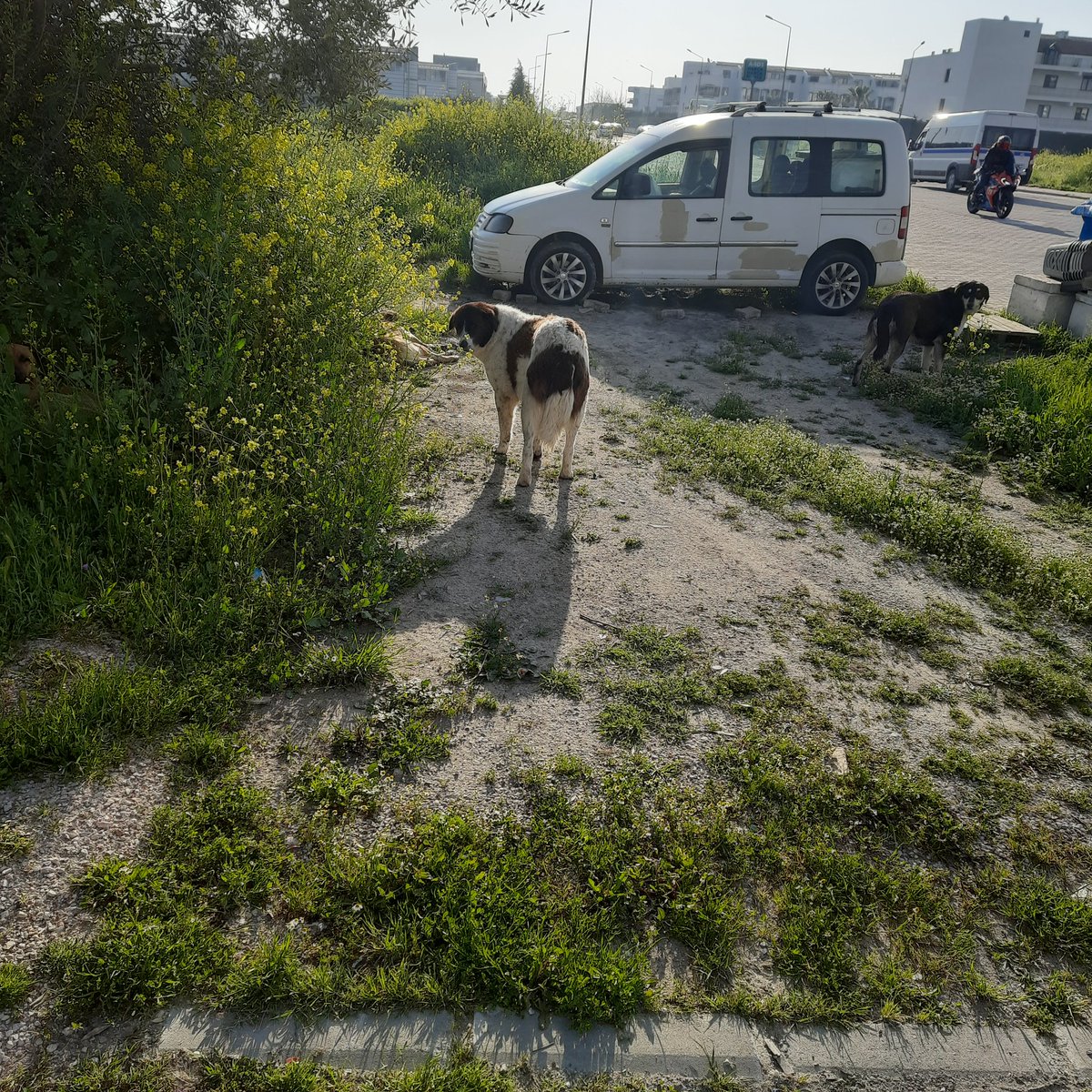 ErcanErdogan65's tweet photo. @ManisaValiligi karaeli bölgesinde  başı  boş köpekleri yunusemre  belediye sine iletmenizi rağmen  toplanıyor bilginize sunarım https://t.co/s5Jn0BHrBu