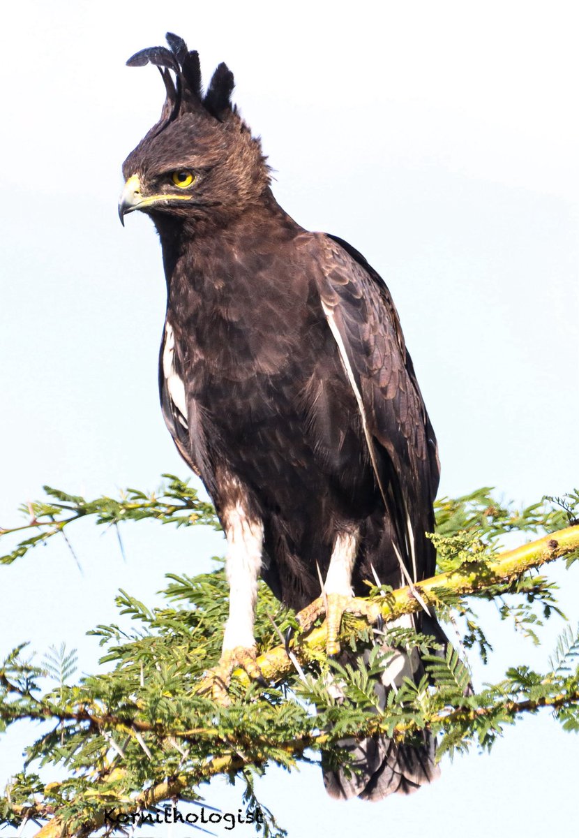 Kenyan Ornithologist-Kenyan Birds tweet media
