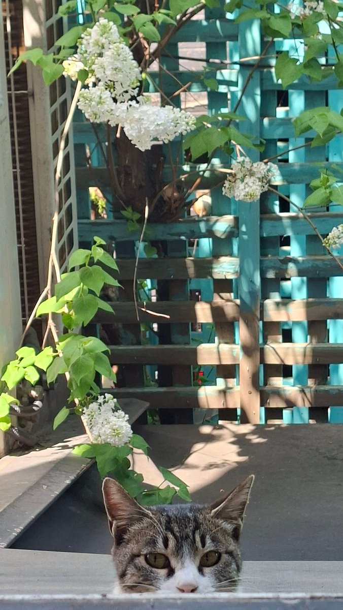 참깨빵 tweet media