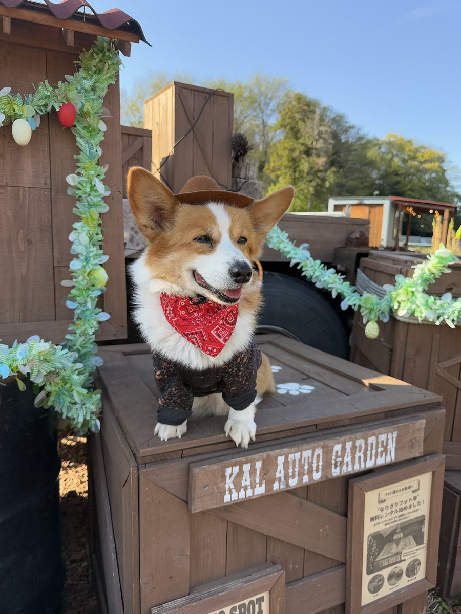 ちょびと陸遜と凛太郎と朱凛 tweet media