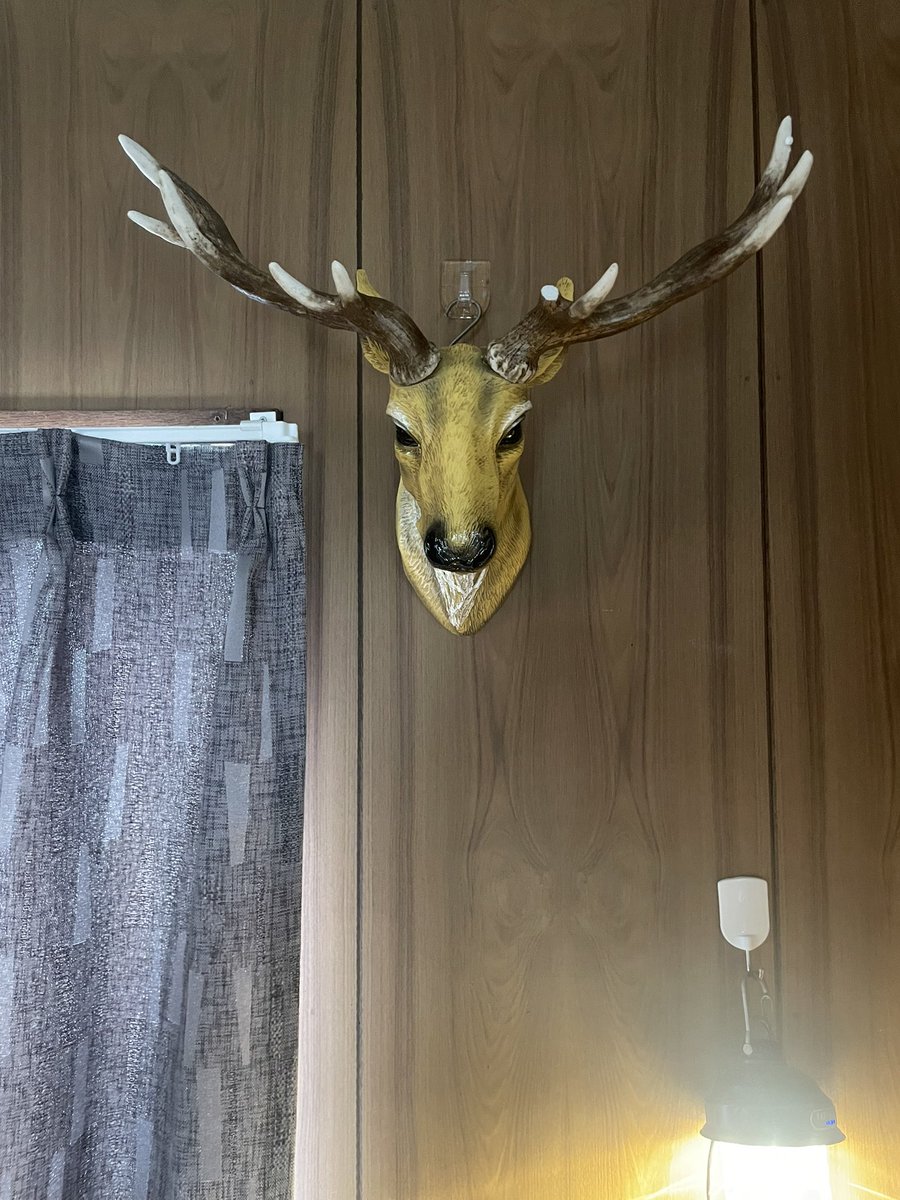 猫舌ポイ猫 tweet media