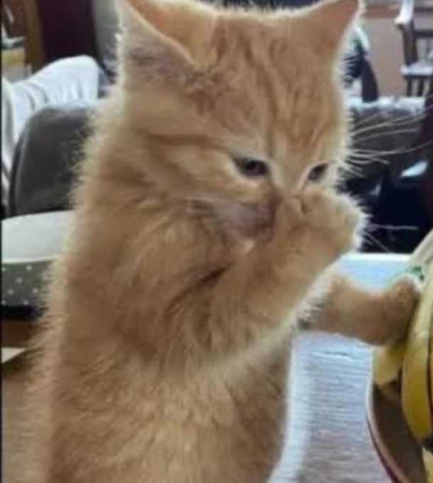 ثريا tweet media