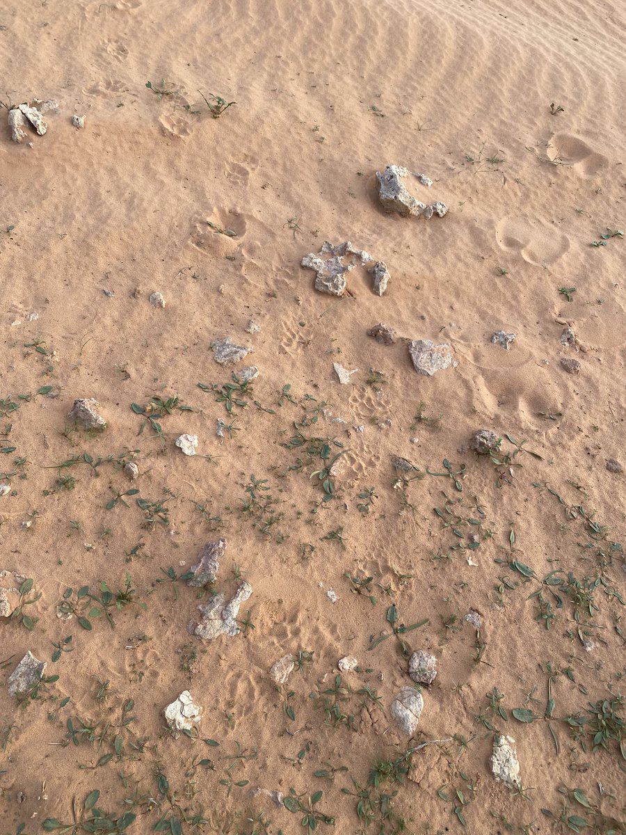 بندر أبو ياسر الشراري tweet media