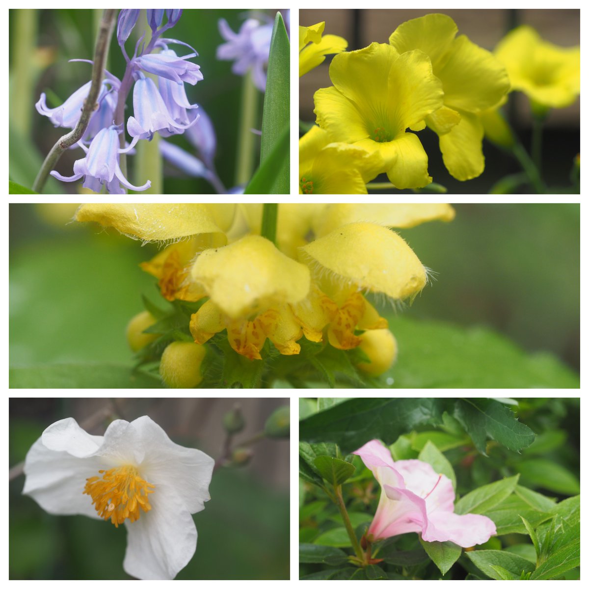 母の庭コレクション。
母が育てていた花、見たことない花が♪
春の母の庭は楽しいです(*^-^*)

#園芸
＃母の庭コレクション
#よっしー園芸にチャレンジ
#母の庭を引き継いで