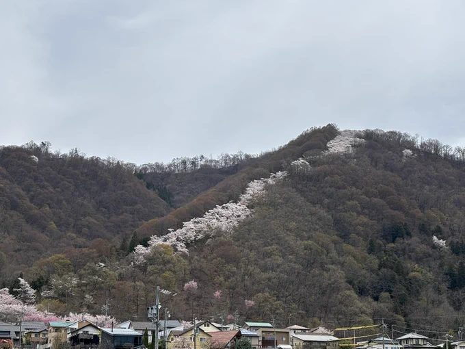 昨年行けなかった光城山の桜並木登山道 リベンジ。麓は散り始めてきてたが 中腹以上は満開で見所満載だった。 リハビリには丁度良かったな。