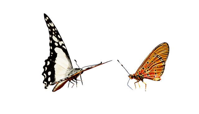 Gavin Lee tweet media