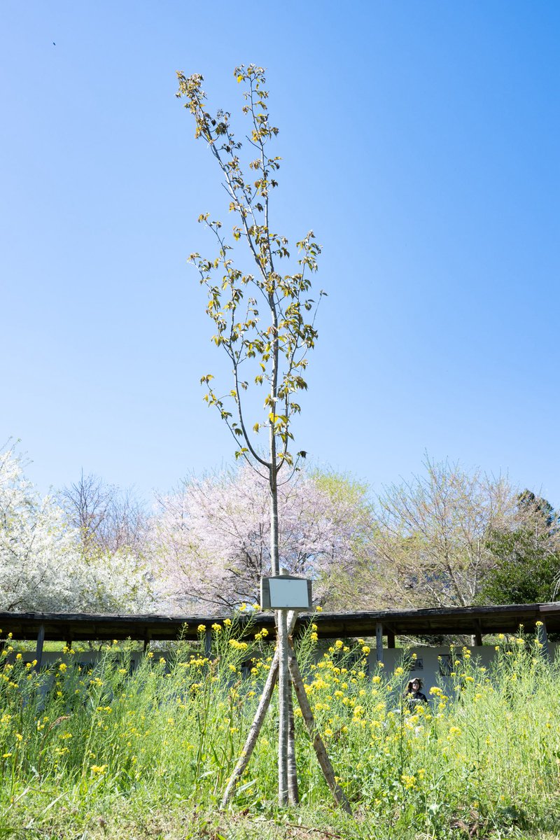 石井麻木 tweet media