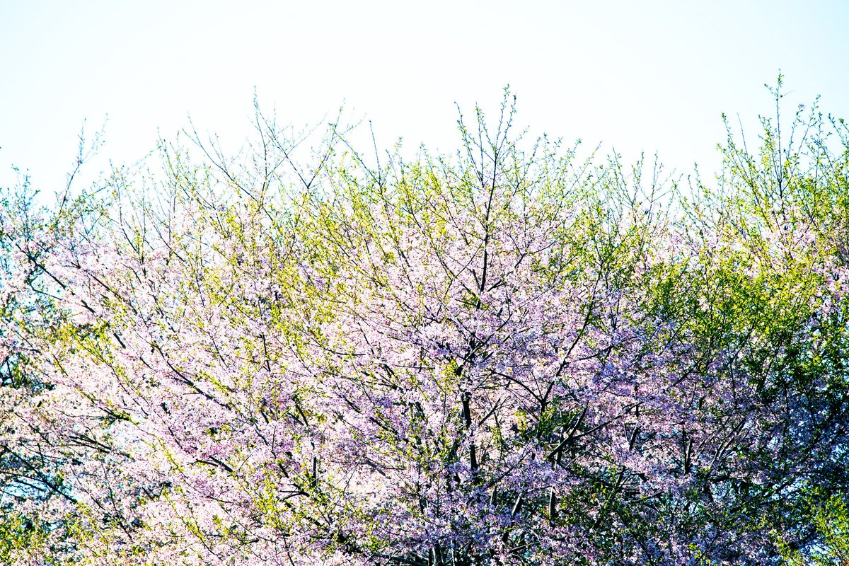 石井麻木 tweet media