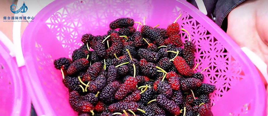 Tasty_Yantai's tweet image. International students get close to nature in picking, experience Chinese rural revitalization in practice, record Yantai’s pastoral poetry and rural #vitality with cameras and words, becoming the most vivid international promoters of Fairyland #Yantai. #Fushan