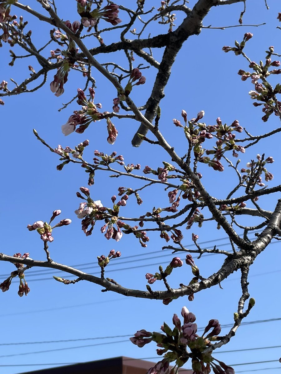 麺 晴天 tweet media