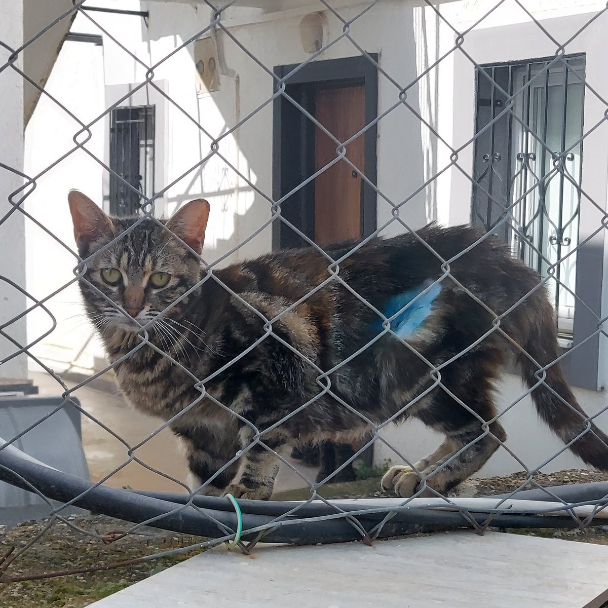 Beteriner Tekniker tweet media