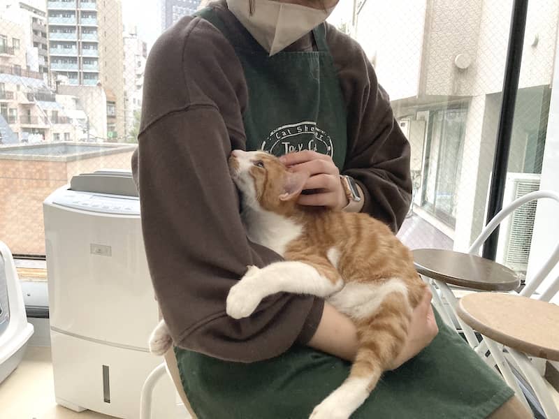 TYOcatguardian's tweet image. 東京キャットガーディアンではボランティアスタッフ、常勤スタッフを募集しています！
お掃除や接客のお手伝いから、ご自宅でできるボランティアも。
ぜひご協力ください(^-^)/ 
 #neko #cat #pet #猫
goo.gl/27S2Jc