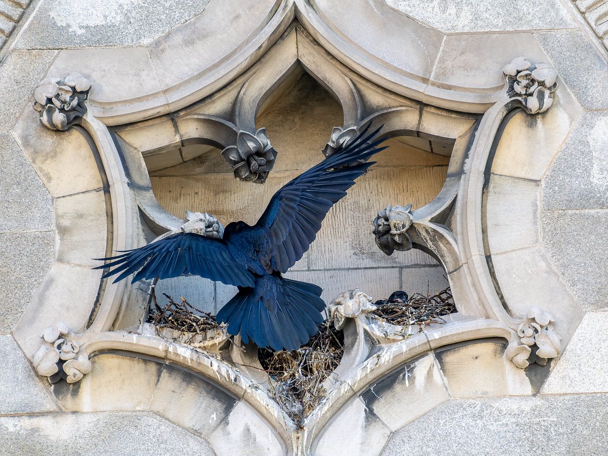 Sheryl Checkman tweet media