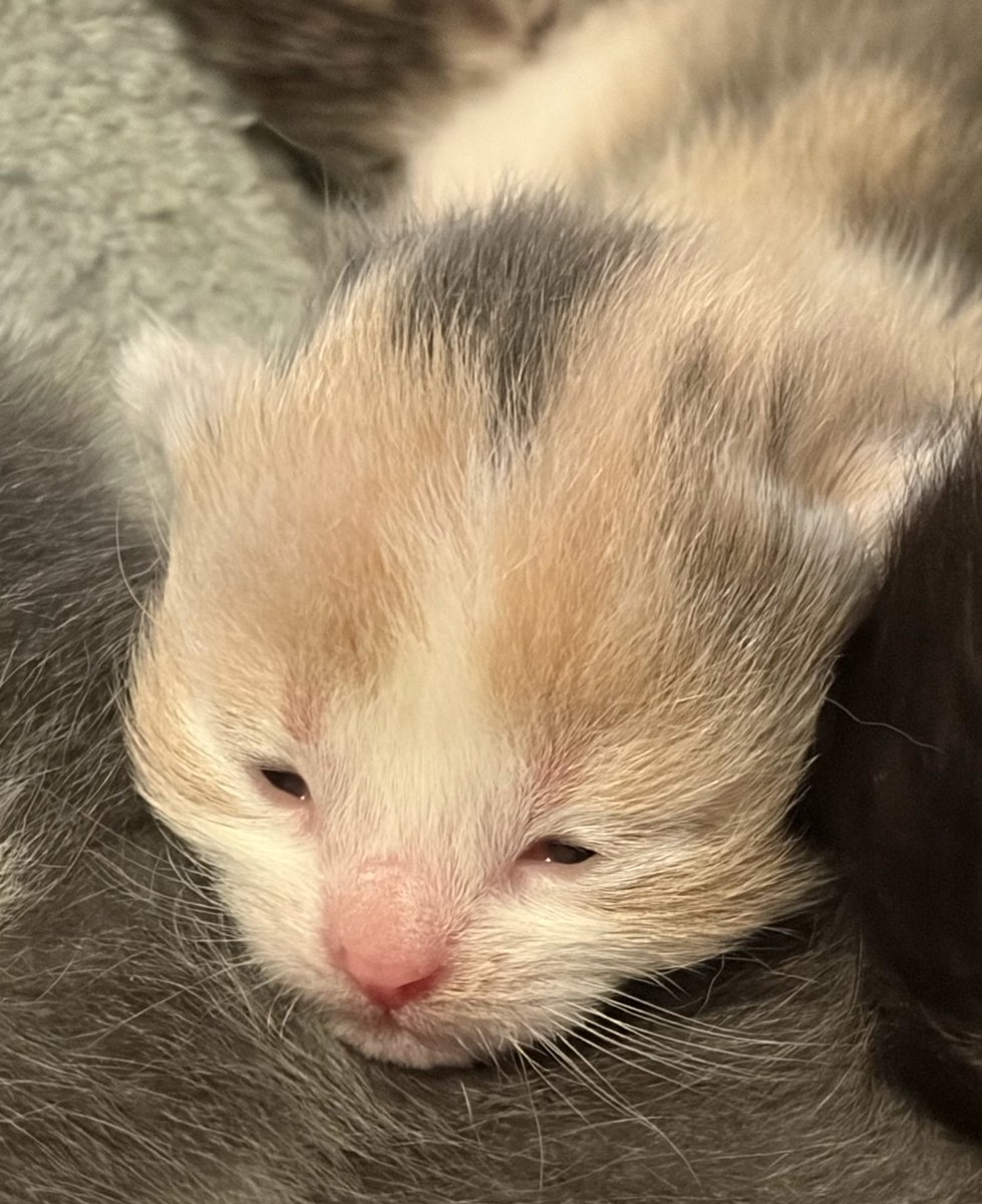 star ｡･:*:･ﾟ★ i love my friends 🎀 tweet media