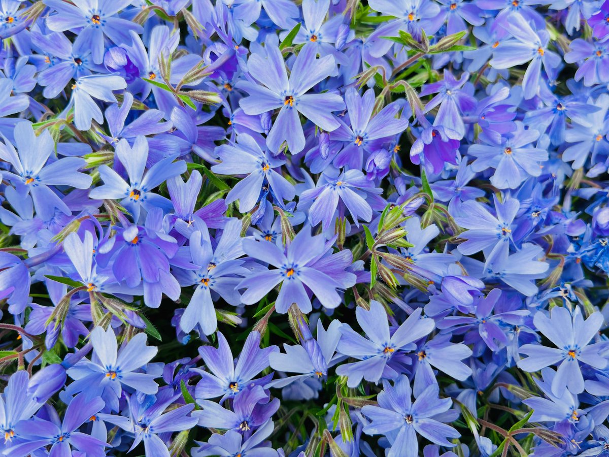 kukaneffect's tweet image. youtu.be/vXh7zDVi-ME?si…

#photo #flower #ambient #music #bandcamp #youtube #spotify #soundcloud #art #subscribe #official #kukaneffect