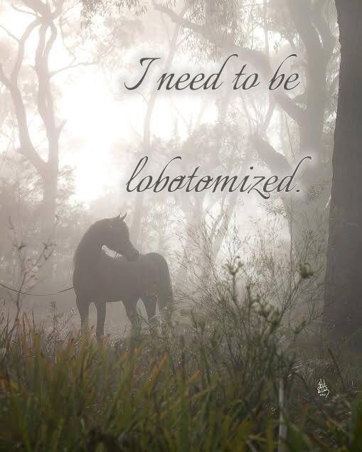 horse dentist tweet media