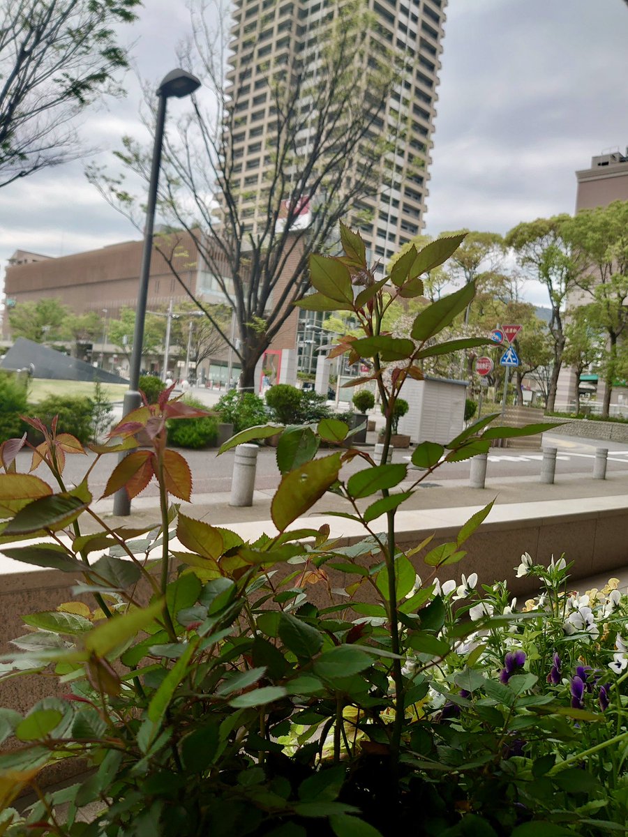 indian restarunt Nazial tweet media