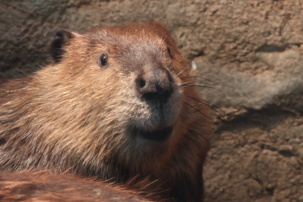 BeaversVibe's tweet photo. The most 2 cute animals in the world:
1. Cats
2. Beavers https://t.co/zEKyjyKLNk