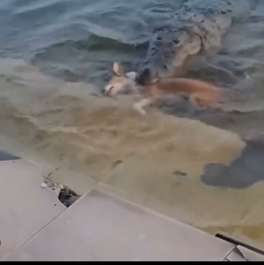 Pranav Vats Shukla tweet media